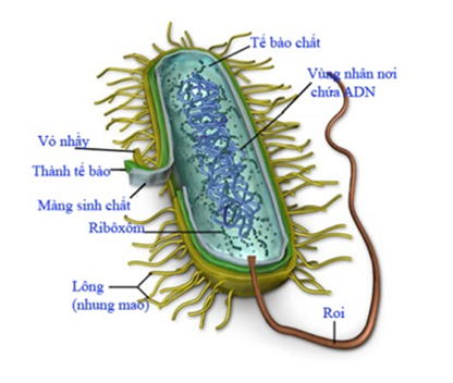 Tế bào vi khuẩn là một trong những nhân tố quyết định đến sức khỏe con người. Với những hình ảnh liên quan đến tế bào vi khuẩn, bạn sẽ được chiêm ngưỡng vẻ đẹp và kỳ diệu của sự sống nhỏ bé nhưng ảnh hưởng lớn.