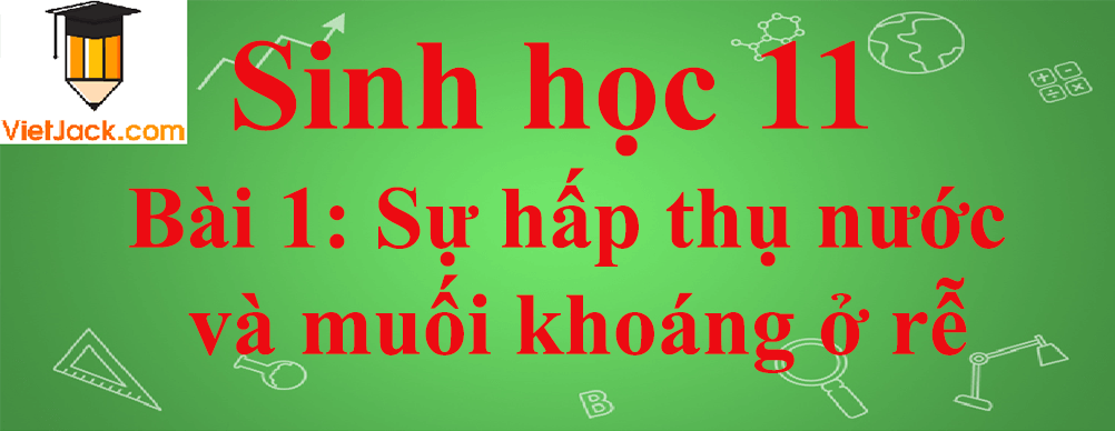 Sinh học lớp 11 Bài 1 ngắn nhất: Sự hấp thụ nước và muối khoáng ở rễ
