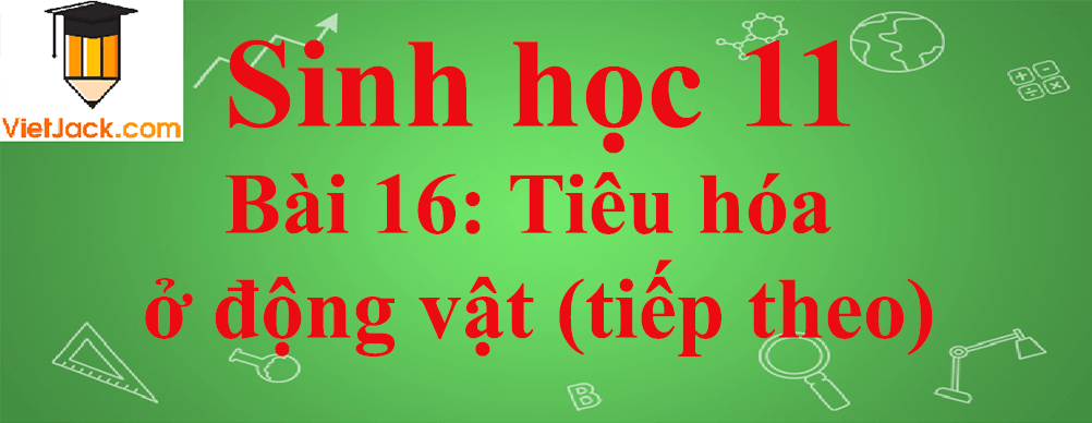Sinh học lớp 11 Bài 16 ngắn nhất: Tiêu hóa ở động vật (tiếp theo)