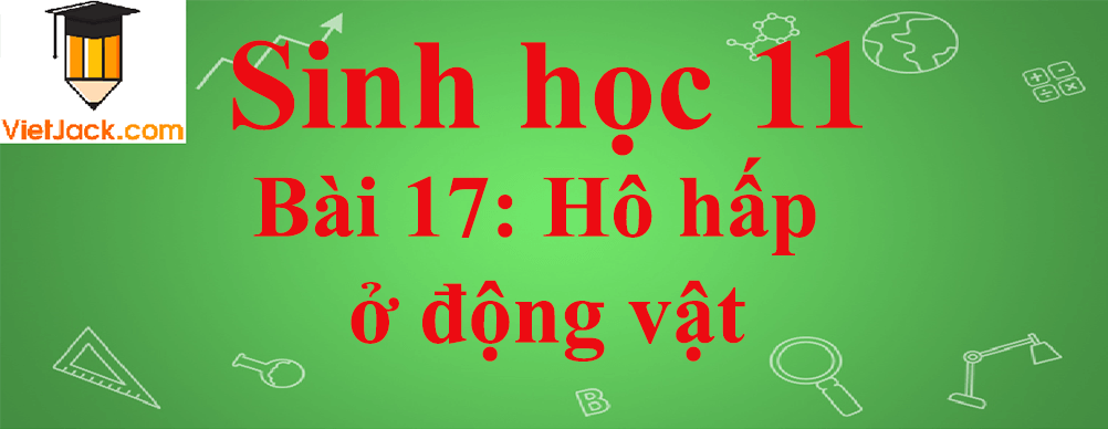 Sinh học lớp 11 Bài 17 ngắn nhất: Hô hấp ở động vật