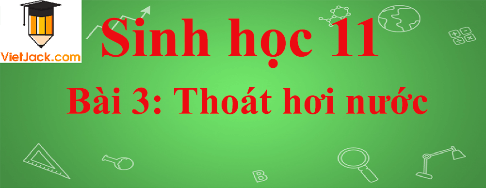 Sinh học lớp 11 Bài 3 ngắn nhất: Thoát hơi nước