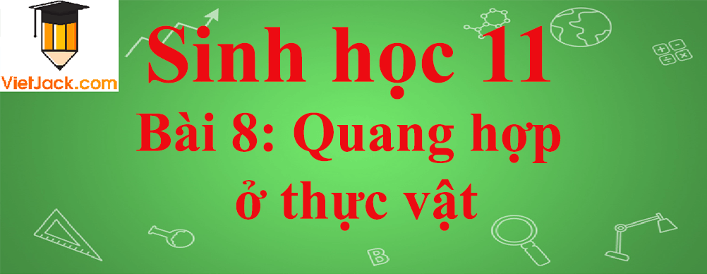 Sinh học lớp 11 Bài 8 ngắn nhất: Quang hợp ở thực vật