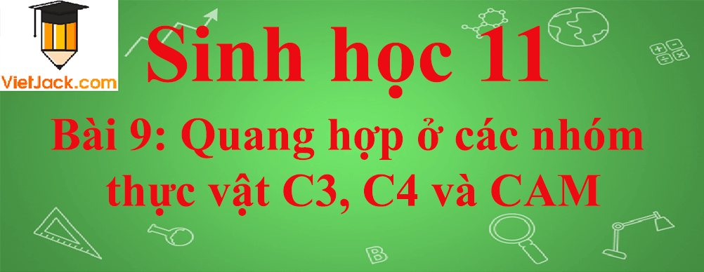 Sinh học lớp 11 Bài 9 ngắn nhất: Quang hợp ở các nhóm thực vật C<sub>3</sub>, C<sub>4</sub> và CAM