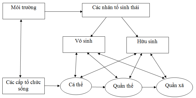 Giải bài tập Sinh học 12 | Để học tốt Sinh 12