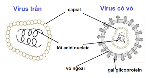 Lý thuyết Sinh học 10 Bài 29: Cấu trúc của các loại virut | Lý thuyết Sinh học 10 đầy đủ, chi tiết nhất