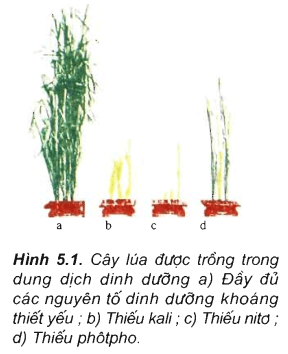 Lý thuyết Sinh học 11 Bài 5: Dinh dưỡng nitơ ở thực vật | Lý thuyết Sinh học 11 ngắn gọn