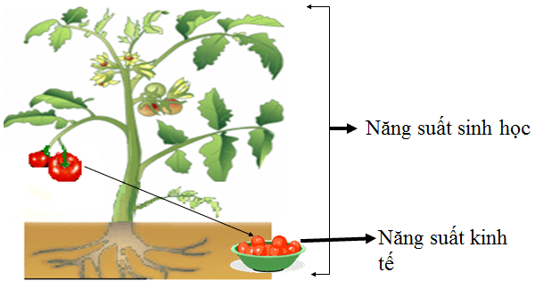 Lý thuyết Sinh học 11 Bài 11: Quang hợp và năng suất cây trồng | Lý thuyết Sinh học 11 đầy đủ, chi tiết nhất
