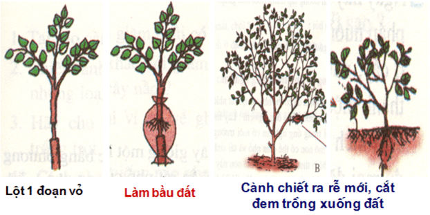 Lý thuyết Sinh học 11 Bài 41: Sinh sản vô tính ở thực vật | Lý thuyết Sinh học 11 ngắn gọn