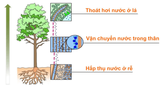 dịch mạch rây di chuyển như thế nào trong cây