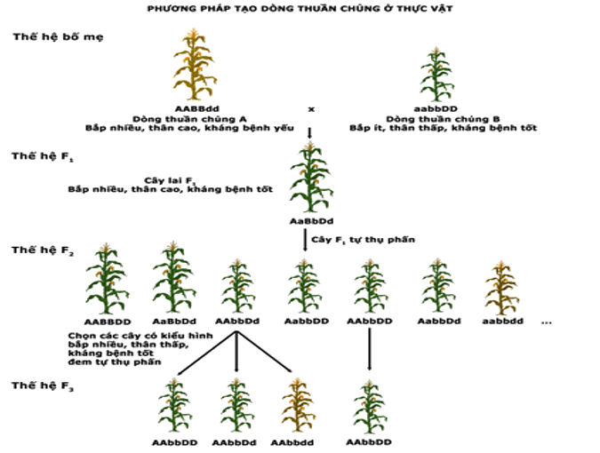 Lý thuyết Sinh học 12 Bài 18: Chọn giống vật nuôi và cây trồng dựa trên nguồn biến dị tổ hợp (hay, ngắn gọn)