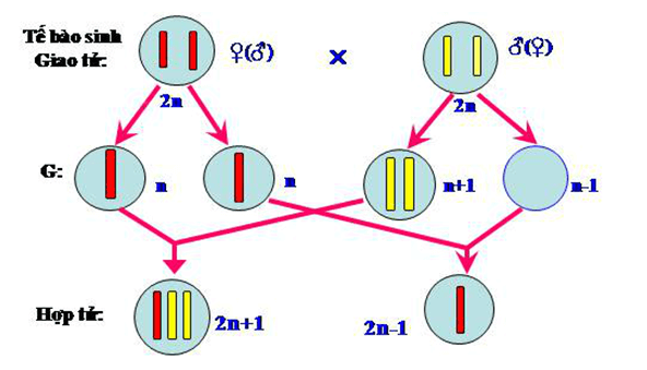 Lý thuyết Sinh học 12 Bài 6: Đột biến số lượng nhiễm sắc thể | Lý thuyết Sinh 12 ngắn gọn