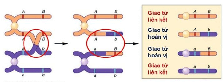 Lý thuyết Sinh học 12 Bài 11: Liên kết gen và hoán vị gen | Lý thuyết Sinh học 12 đầy đủ, chi tiết nhất