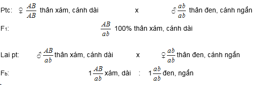 Bài 11: Liên kết gen và hoán vị gen