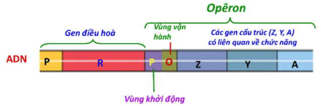 Bài 3: Điều hòa hoạt động gen