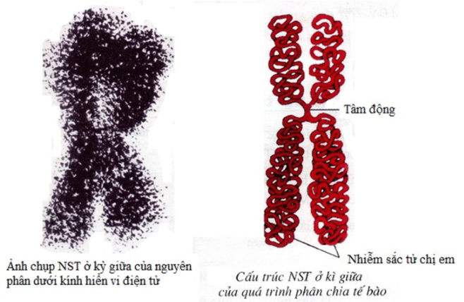 Bài 5: Nhiễm sắc thể và đột biến cấu trúc nhiễm sắc thể