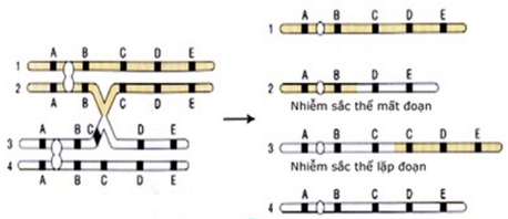 Bài 5: Nhiễm sắc thể và đột biến cấu trúc nhiễm sắc thể