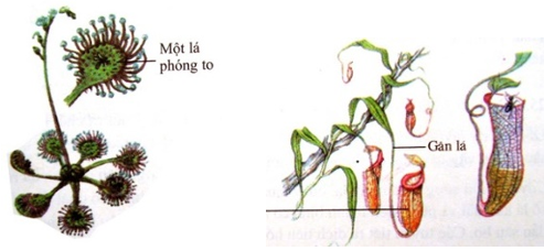 Lý thuyết Sinh học 6 Bài 25: Biến dạng của lá hay, chi tiết | Sinh học lớp 6