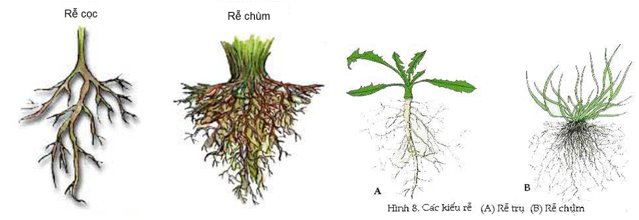 Lý thuyết Sinh học 6 Bài 9: Các loại rễ, các miền của rễ hay, chi tiết | Sinh học lớp 6