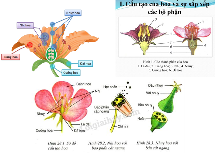 Lý thuyết Sinh học 6 Bài 28: Cấu tạo và chức năng của hoa hay, chi tiết | Sinh học lớp 6