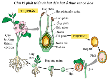 Lý thuyết Sinh học 6 Bài 4: Có phải tất cả thực vật đều có hoa hay, chi tiết | Sinh học lớp 6