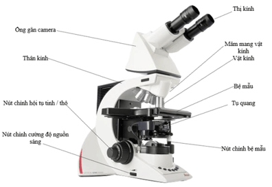Lý thuyết Sinh học 6 Bài 5: Kính lúp, kính hiển vi và cách sử dụng hay, chi tiết | Sinh học lớp 6