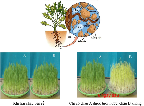 Lý thuyết Sinh học 6 Bài 11: Sự hút nước và muối khoáng của rễ hay, chi tiết | Sinh học lớp 6