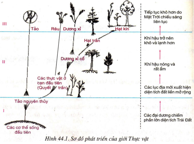 Lý thuyết Sinh học 6 Bài 44: Sự phát triển của giới thực vật hay, chi tiết | Sinh học lớp 6