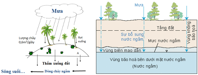 Lý thuyết Sinh học 6 Bài 47: Thực vật bảo vệ đất và nguồn nước hay, chi tiết | Sinh học lớp 6