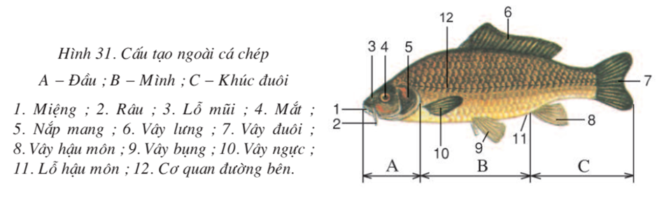 Lý thuyết Sinh học 7 Bài 31: Cá chép (hay, chi tiết)