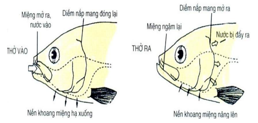 Lý thuyết Sinh học 7 Bài 33: Cấu tạo trong của cá chép hay, ngắn gọn