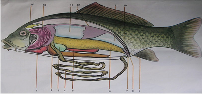 Lý thuyết Sinh học 7 Bài 33: Cấu tạo trong của cá chép (hay, chi tiết)