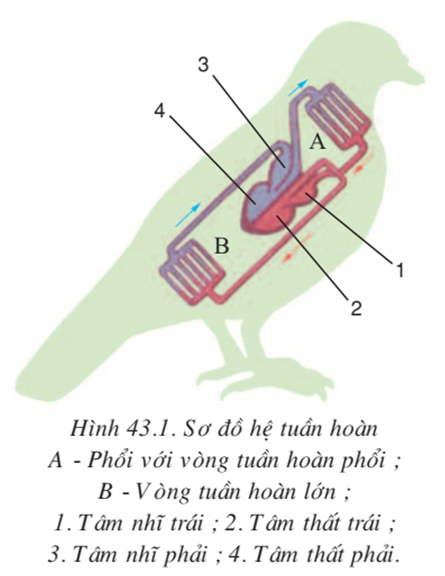 Lý thuyết Sinh học 7 Bài 43: Cấu tạo trong của chim bồ câu hay, ngắn gọn