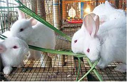 Lý thuyết Sinh học 7 Bài 47: Cấu tạo trong của thỏ hay, ngắn gọn
