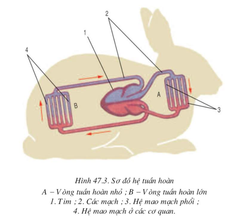 Lý thuyết Sinh học 7 Bài 47: Cấu tạo trong của thỏ hay, ngắn gọn