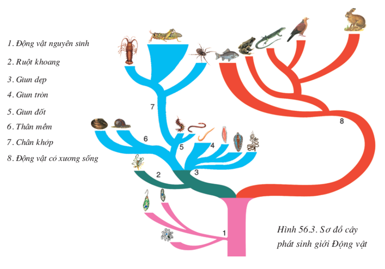 Lý thuyết Sinh học 7 Bài 56: Cây phát sinh giới động vật (hay, chi tiết)