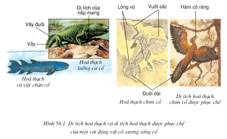 Lý thuyết Sinh học 7 Bài 56: Cây phát sinh giới động vật (hay, chi tiết)