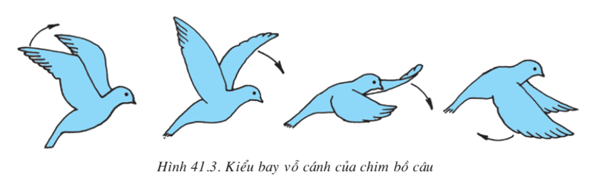 Lý thuyết Sinh học 7 Bài 41: Chim bồ câu (hay, chi tiết)