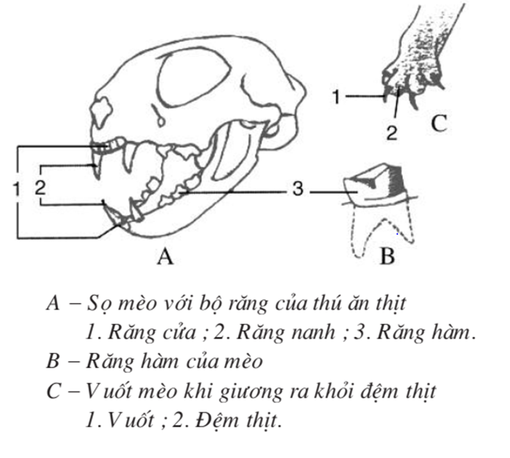 Lý thuyết Sinh học 7 Bài 50: Đa dạng của lớp thú bộ ăn sâu bọ, bộ gặm nhấm, bộ ăn thịt (hay, chi tiết)