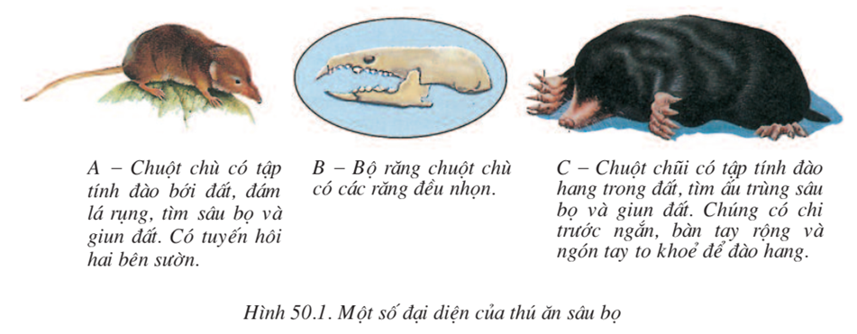 Lý thuyết Sinh học 7 Bài 50: Đa dạng của lớp thú bộ ăn sâu bọ, bộ gặm nhấm, bộ ăn thịt hay, ngắn gọn