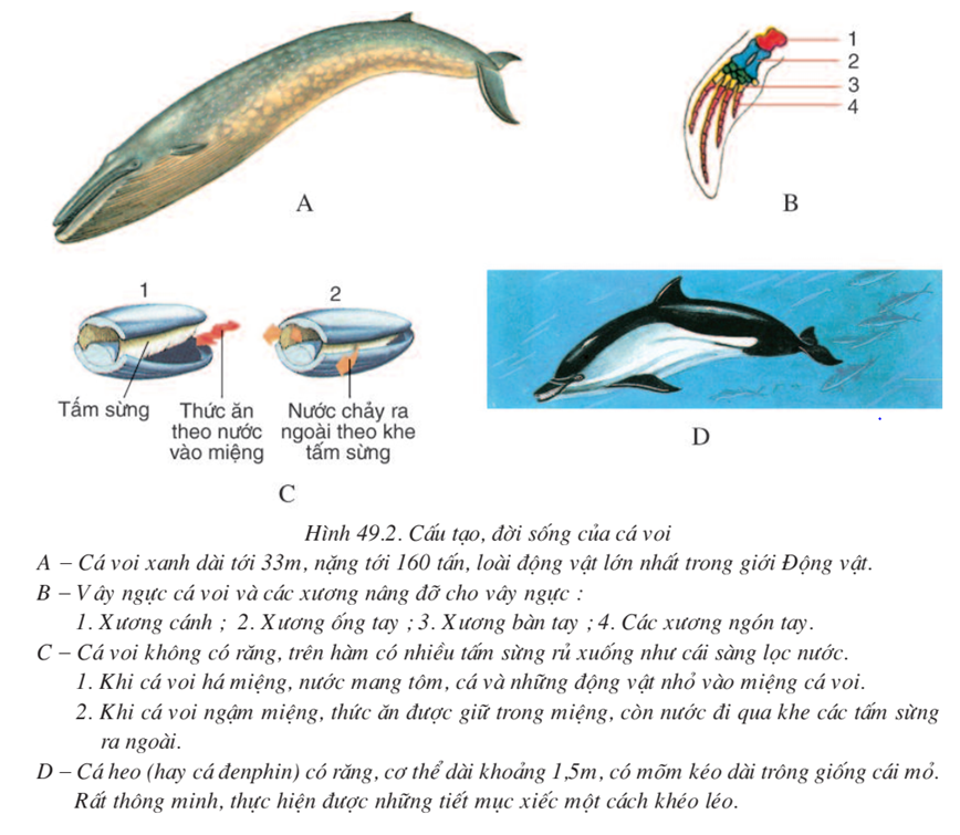 Lý thuyết Sinh học 7 Bài 49: Đa dạng của lớp thú bộ dơi và bộ cá voi (hay, chi tiết)