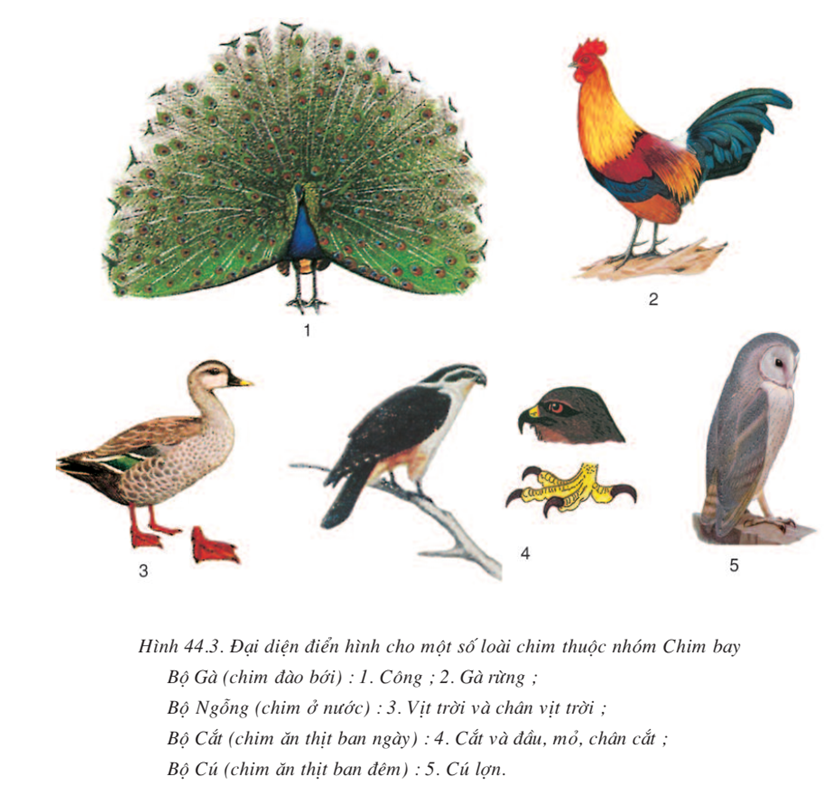 Lý thuyết Sinh học 7 Bài 44: Đa dạng và đặc điểm chung của lớp chim hay, ngắn gọn