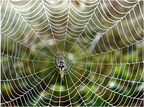 Lý thuyết Sinh học 7 Bài 25: Nhện và sự đa dạng của lớp hình nhện hay, ngắn gọn