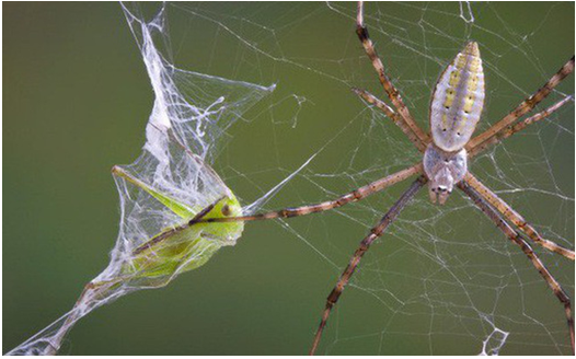 Lý thuyết Sinh học 7 Bài 25: Nhện và sự đa dạng của lớp hình nhện (hay, chi tiết)
