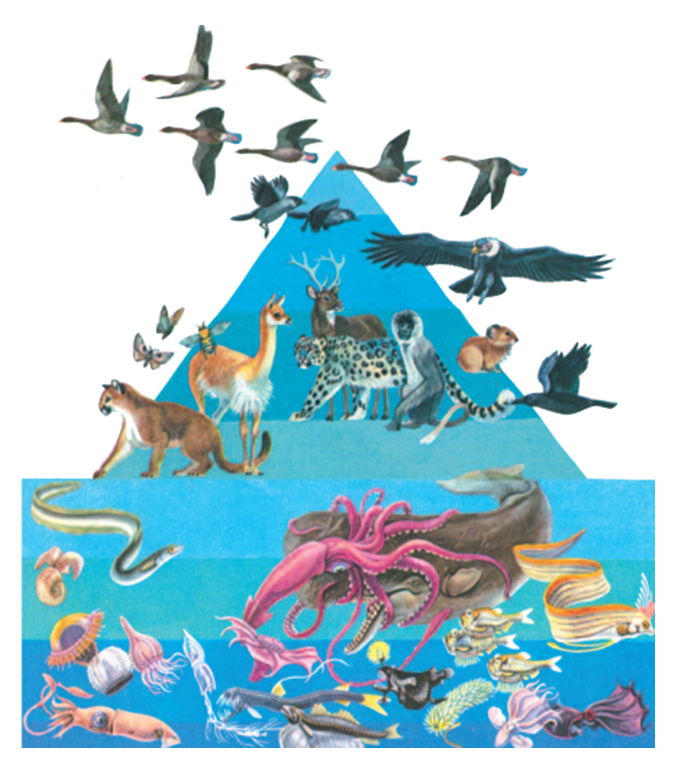 Lý thuyết Sinh học 7 Bài 1: Thế giới động vật đa dạng, phong phú (hay, chi tiết)