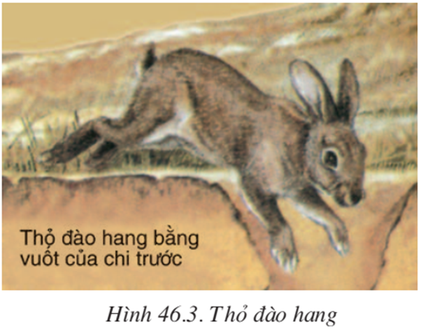 Lý thuyết Sinh học 7 Bài 46: Thỏ (hay, chi tiết)