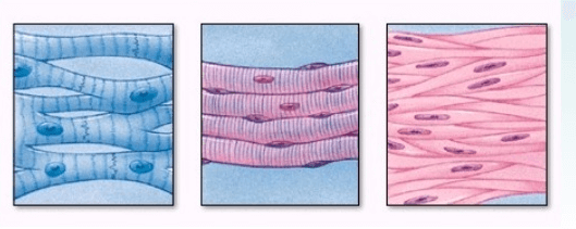 Giải Sinh học 8 Bài 5: Thực hành: Quan sát tế bào và mô | Hay nhất Giải bài  tập Sinh học 8