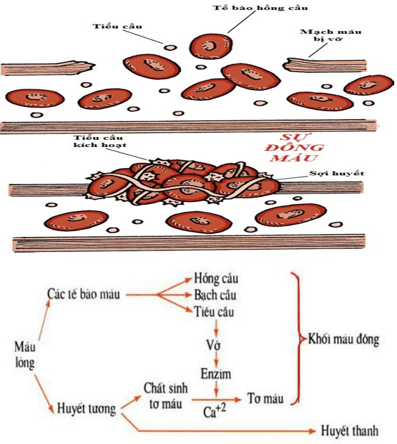 Lý thuyết Sinh học 8 Bài 15: Đông máu và nguyên tắc truyền máu (hay, chi tiết)