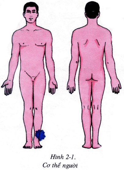 Lý thuyết Sinh học 8 Bài 2: Cấu tạo cơ thể người (hay, chi tiết)