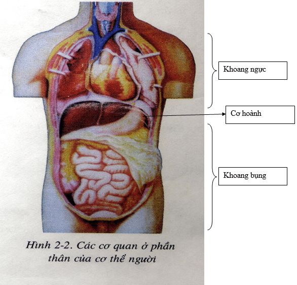 Lý thuyết Sinh học 8 Bài 2: Cấu tạo cơ thể người (hay, chi tiết)