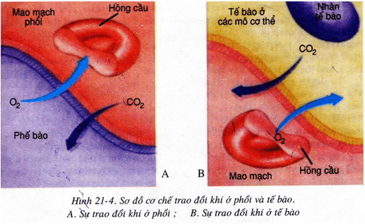 Lý thuyết Sinh học 8 Bài 21: Hoạt động hô hấp (hay, chi tiết)
